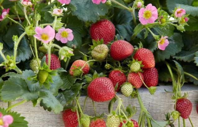 草莓冬天結果嗎？冬季草莓高產方法
